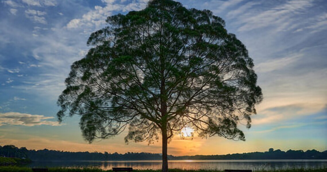 A sunset view point by the lake with a single tree and benches